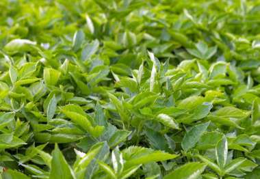 Sambucus nigra 1/0