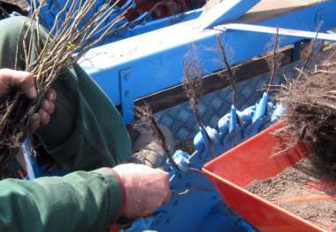 Verschulen von Carpinus betulus 2/0#